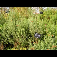 Zauschneria Californica (fam Onagracees) (Am. du nord) (1)